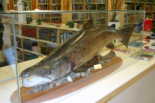 Oulaistenkoskesta saatu n. 20 kg:n lohi, joka on täytettynä Oulaisten kirjastossa. (saatu kesällä 2003)