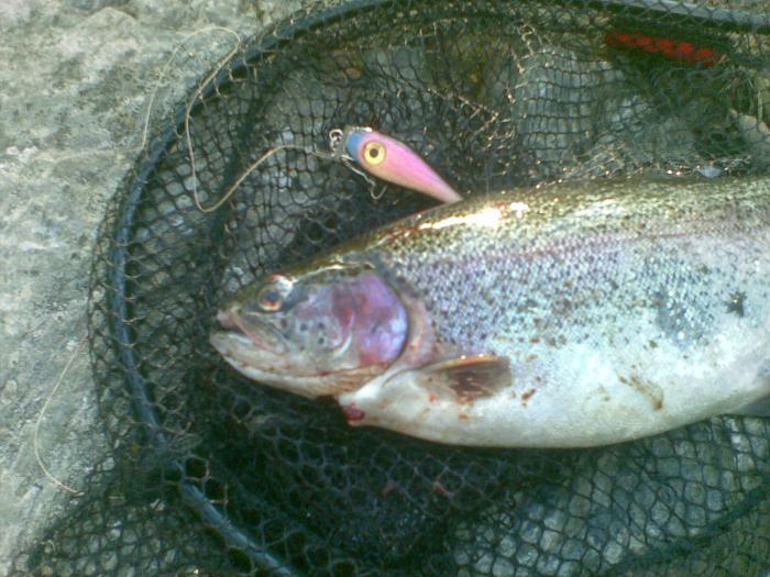 Seinäjoen kirjolohi. Törnävän koskelta nappasi 25 elokuuta 2013 kuvan kirjolohi. Kala tykkäsi 5,5cm Niemistö -vaapun Mini N-sarjalaisesta.