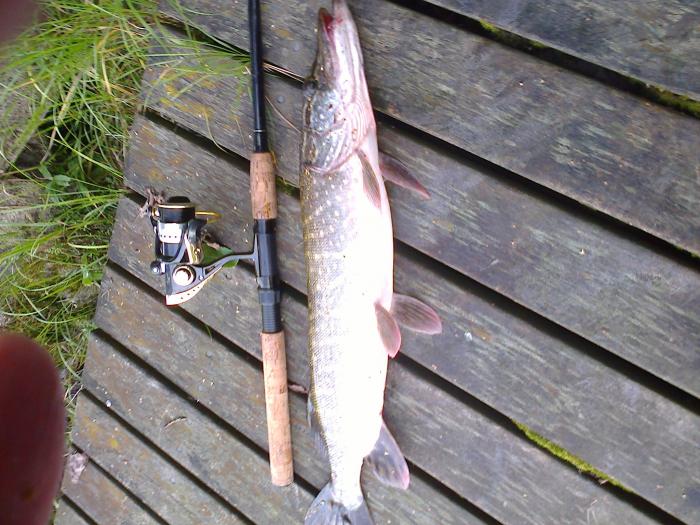 Syksyinen lippahauki.
Reilu 1,5 kg. Kaislikon reunasta.
Kallavesi.