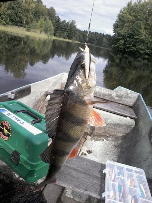 37 cm pitkä ahven tuli soutu-uistelu reissulla.
Isoin ahven tähän mennessä virvelillä :)
Rapala Original 7 cm oli vaappuna. 
30.08.2014 klo. 13:45 	Lahnajärvi, Kangasala
Saajana Teemu Räntilä